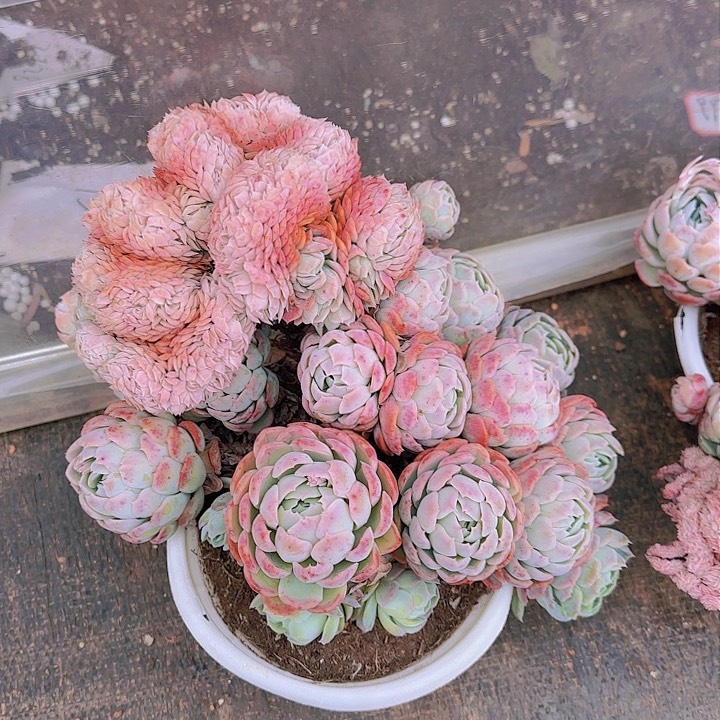 一下下都有我一句我的名字啊哈哈