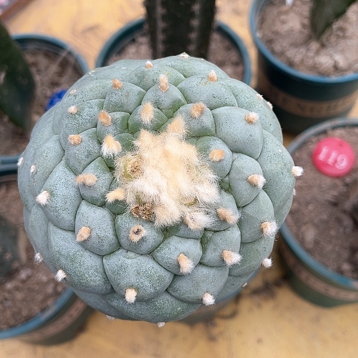 仙人球9公分佛头131