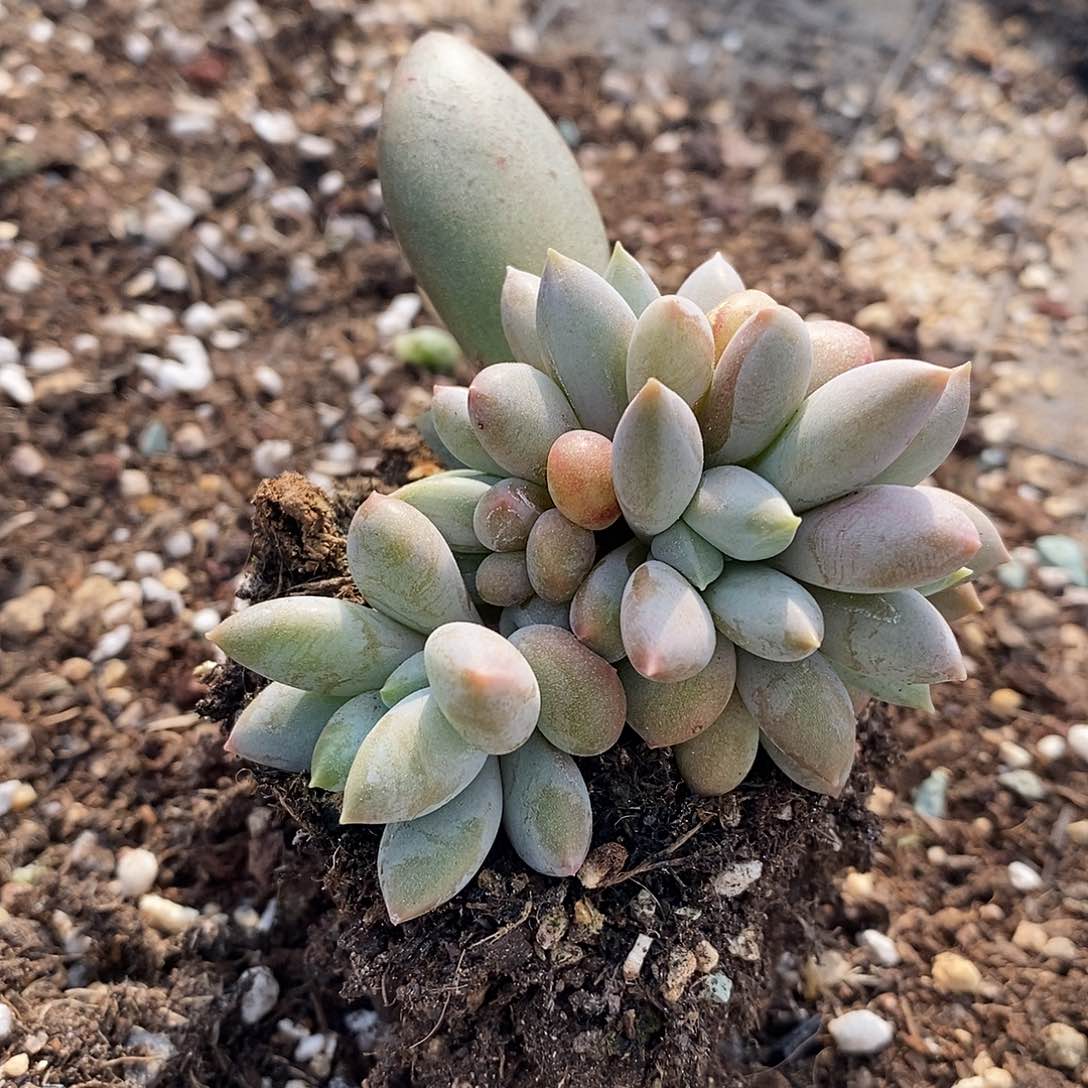 龙头朵朵缀化，123436464