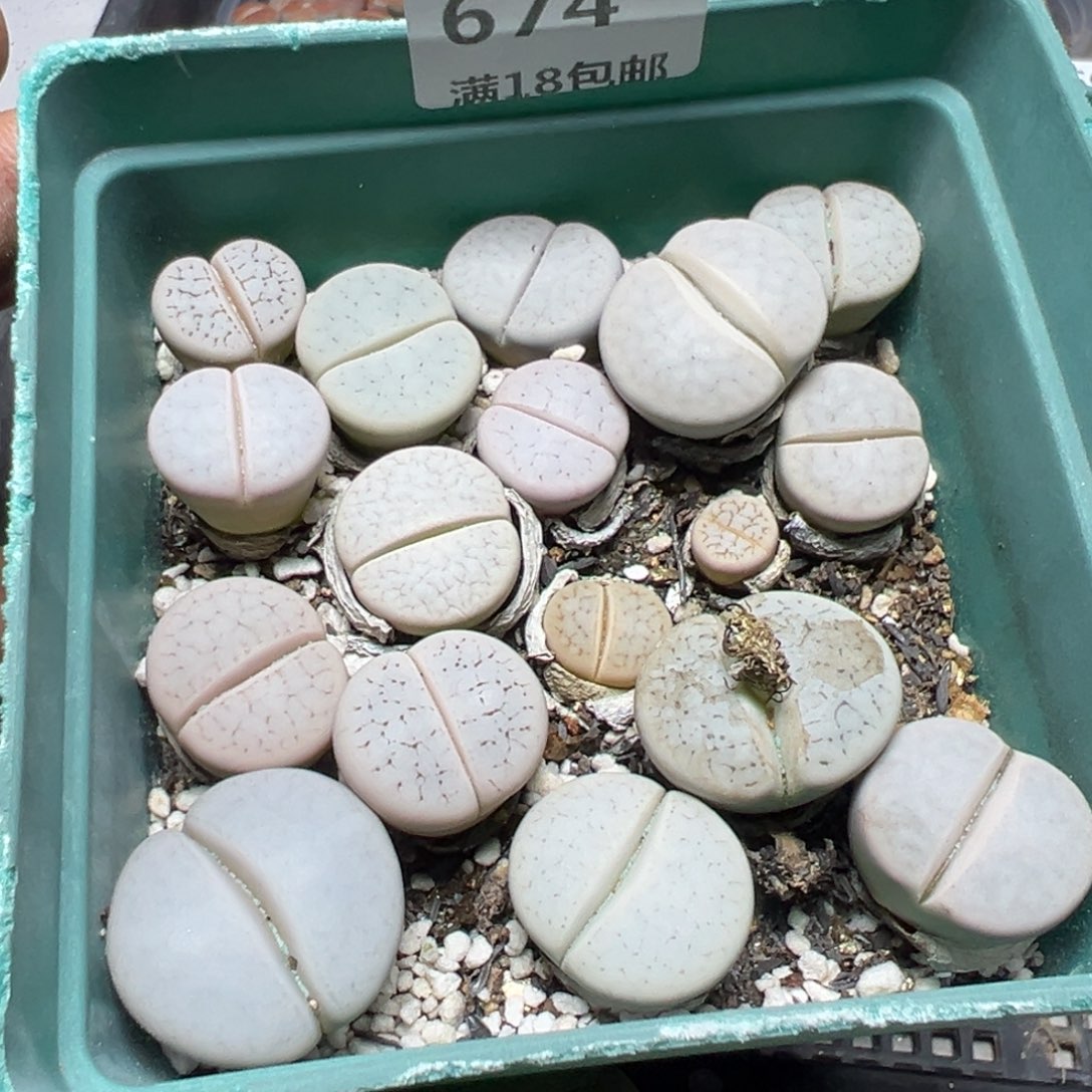 【闪购商品】 674。     