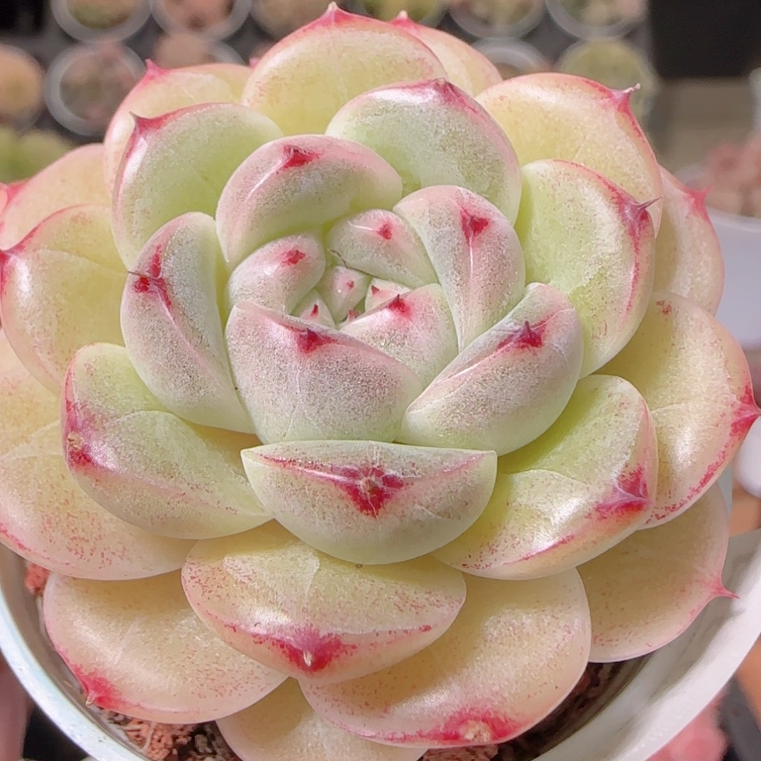 花语多肉1203-209