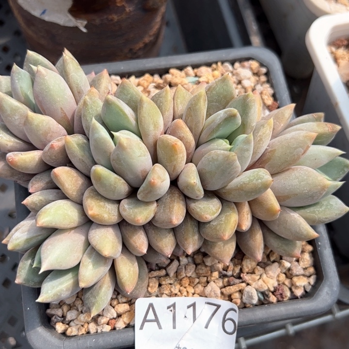 幸运的是我的朋友