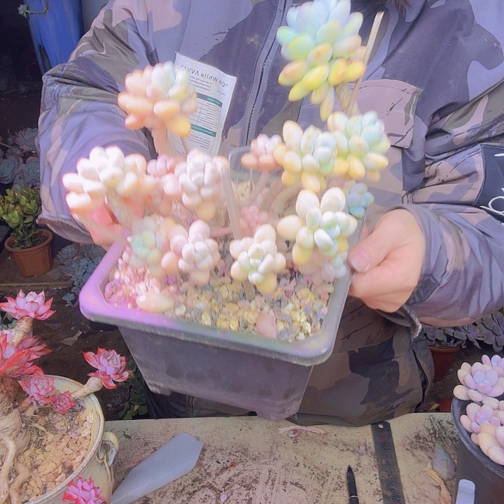 苹****木糖醇多肉植物老桩福利