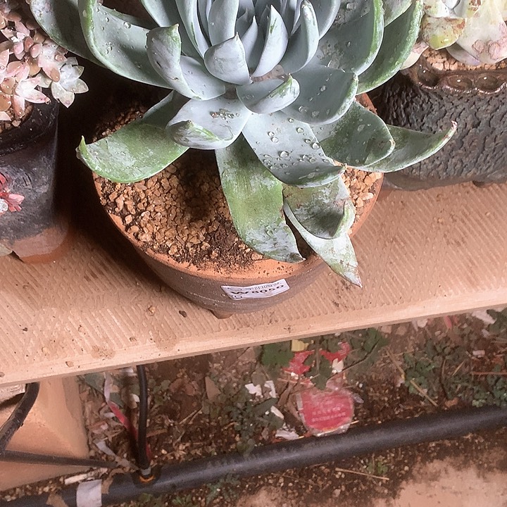 8050雪山多肉仙女杯