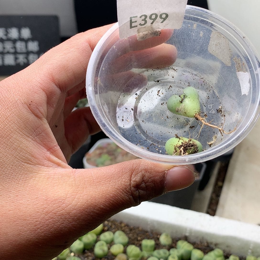 小**?E399多肉植物保护研究所