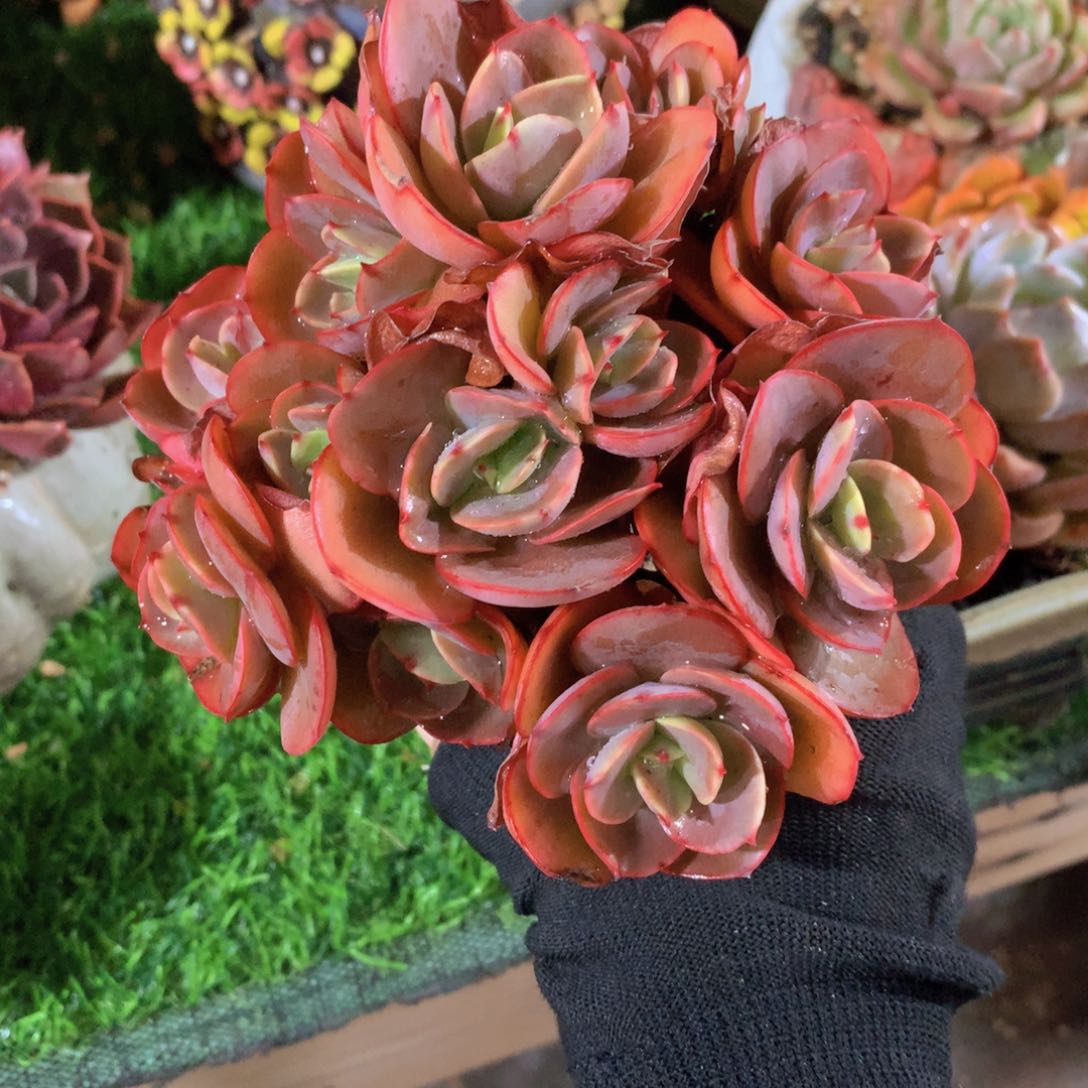 ?**?秀妍11 公分一物一拍