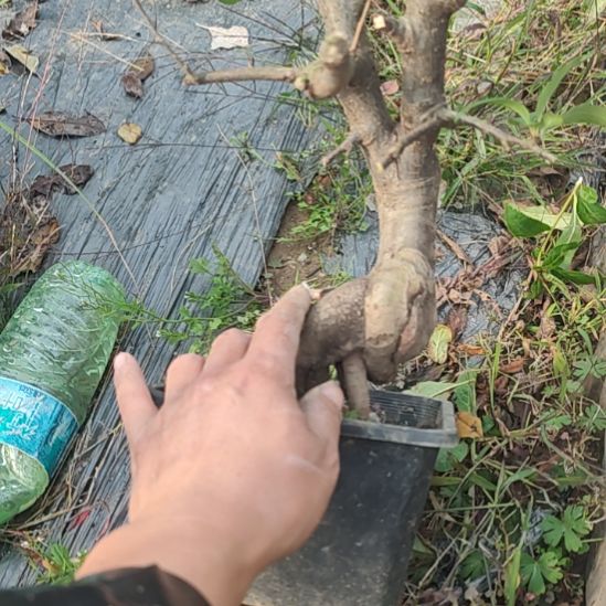 邱***波无花朵海棠盆景精品造型