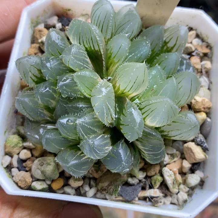 159号实生玉露锦带盆