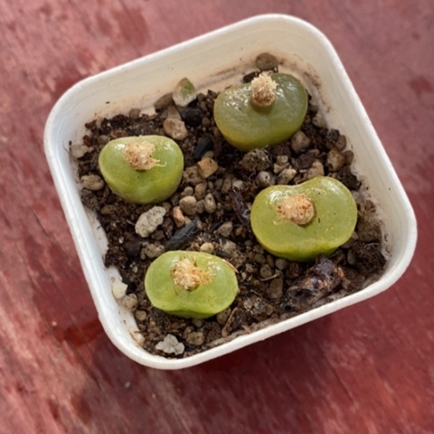 蟠桃肉锥5仙人球