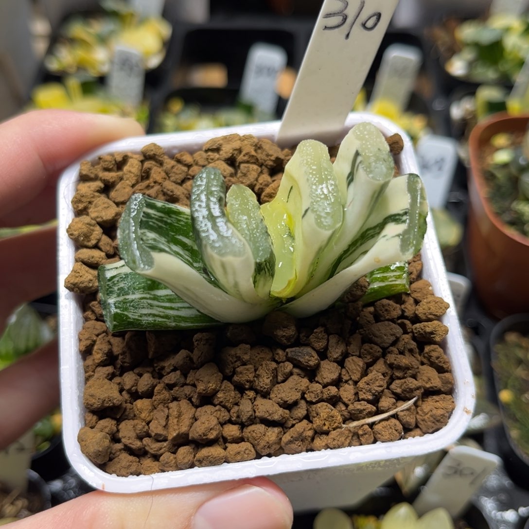 310十八古今玉扇锦一物一拍