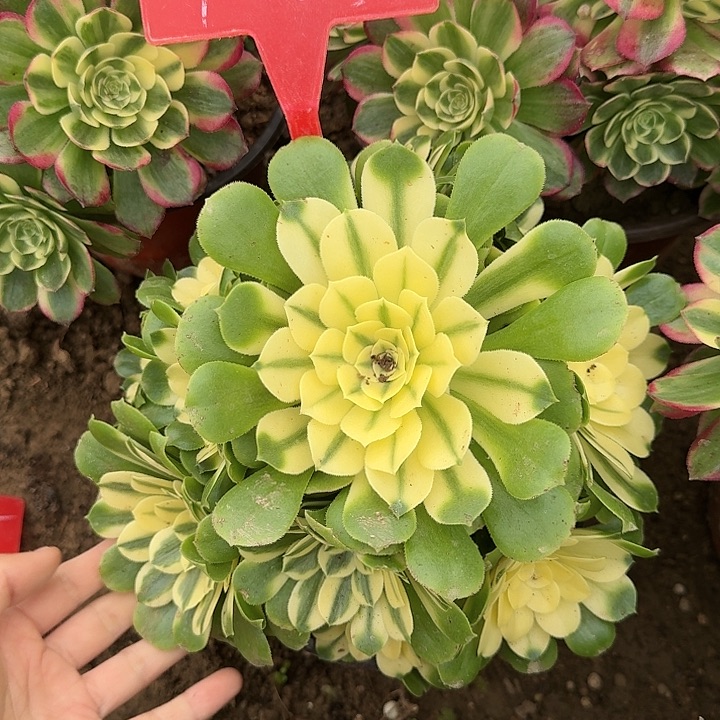 4-23辛尼亚多肉法师