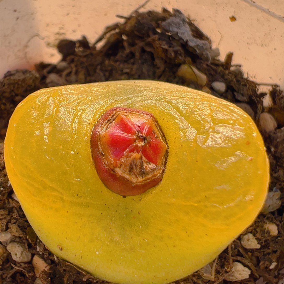 13多肉植物百科知识