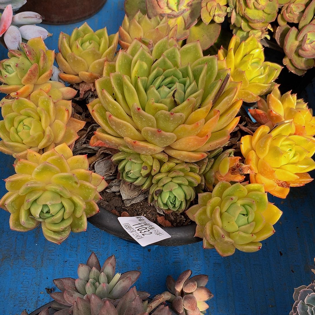 肉***呀白玫瑰11032多肉多肉