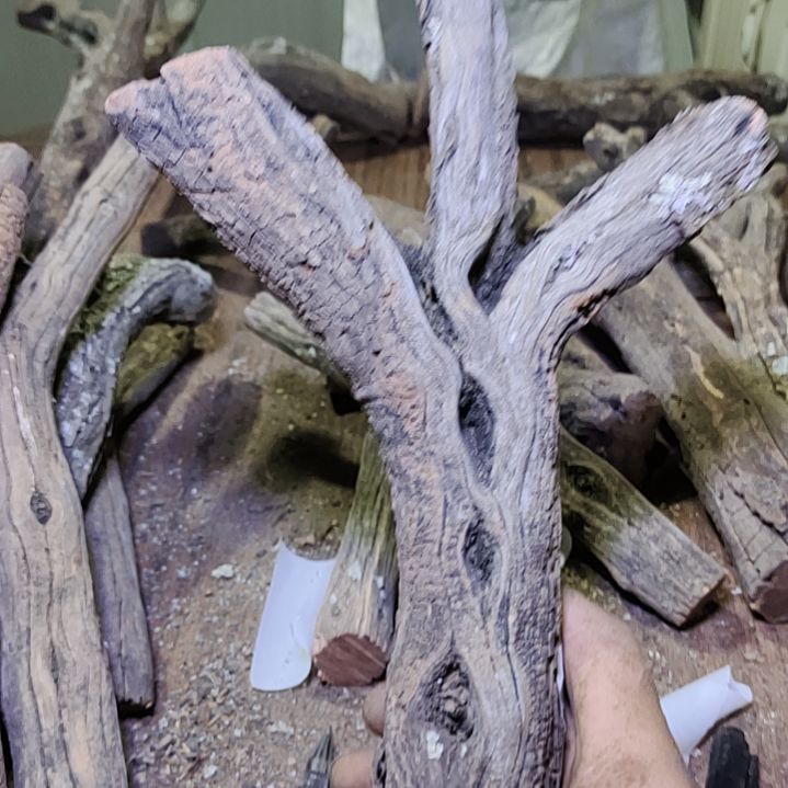 过***客火琉璃原杈不保沉水慎拍！