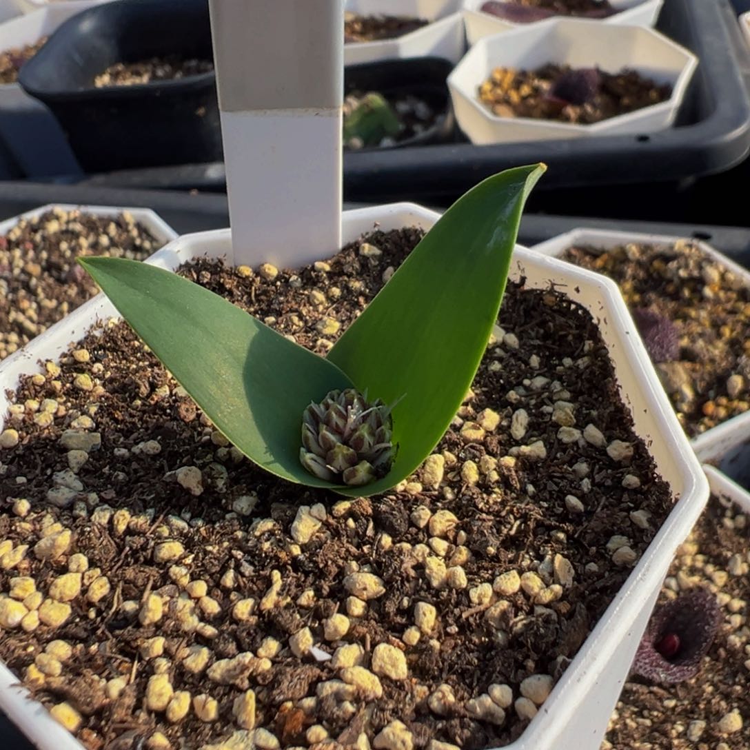 342实生根白铃花多肉植物带盆土