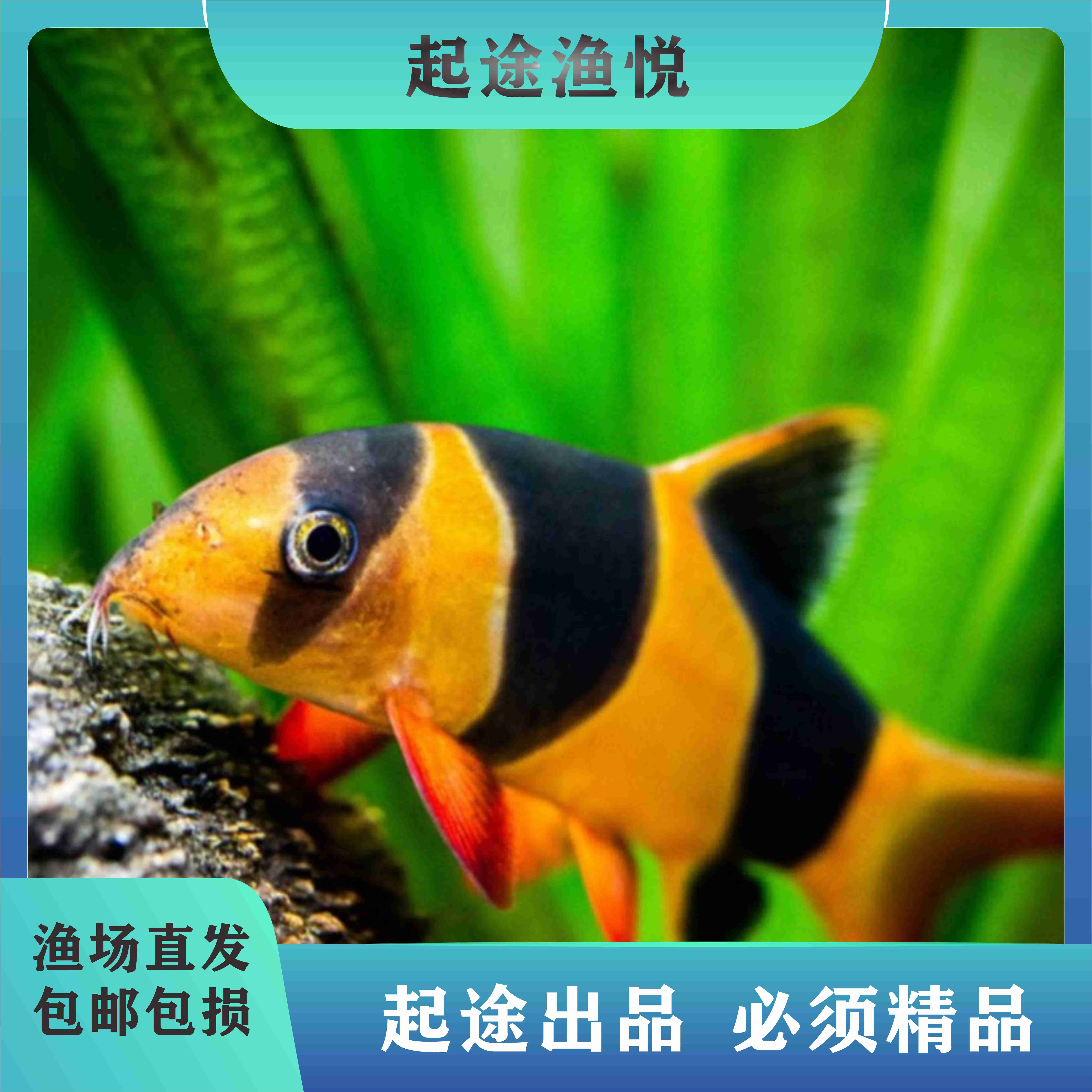 三间鼠鱼观赏鱼清道夫清洁鱼