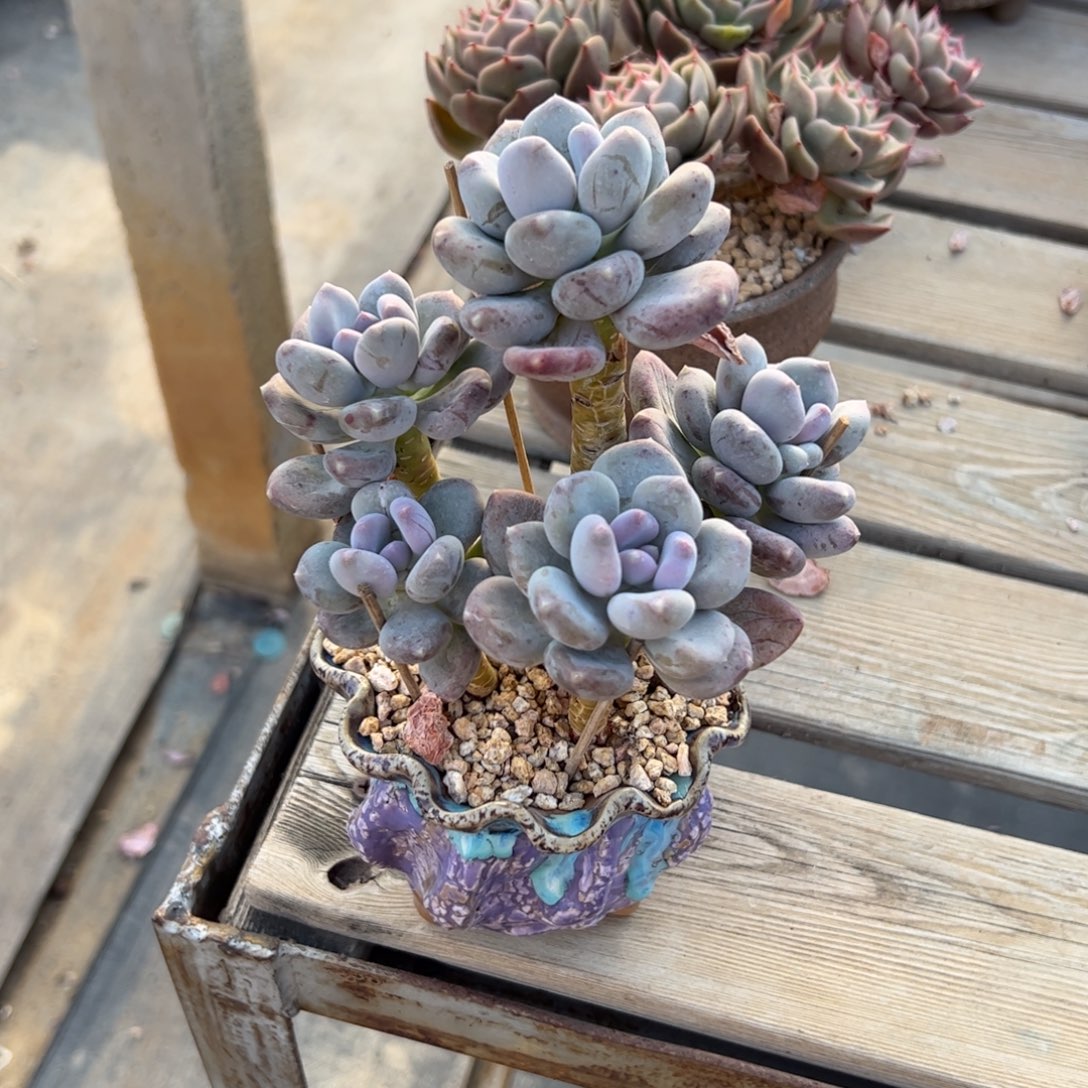 咖啡美人18 零零多肉植物