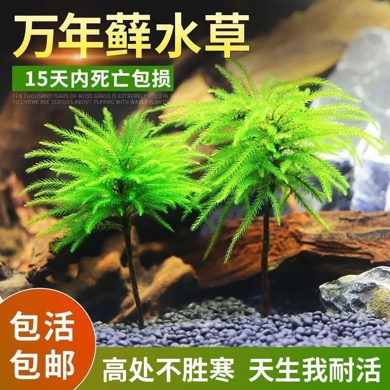 万年藓水草苔藓棕榈莫斯鲜活苔藓鱼缸水族箱生态瓶雨淋缸造景水草