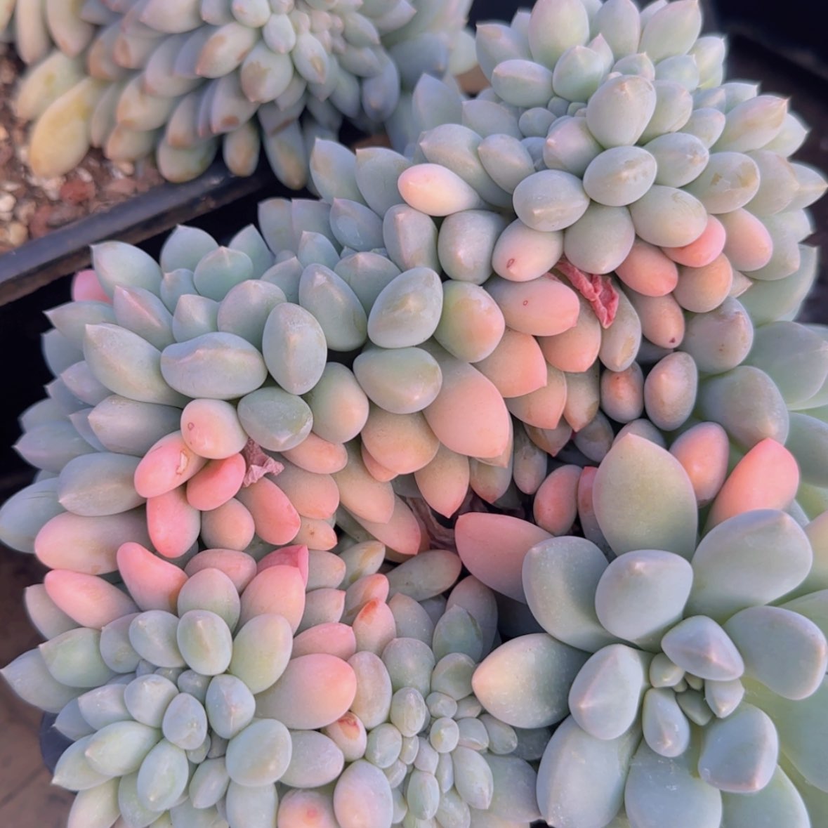 【闪购商品】正版奶糖缀29.9