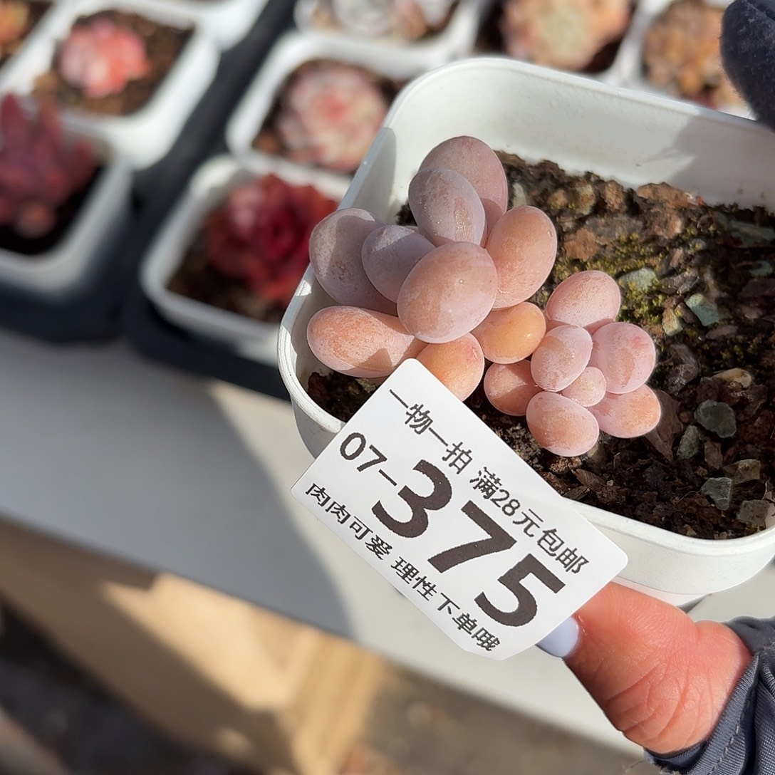 陈奶无盆土发货无