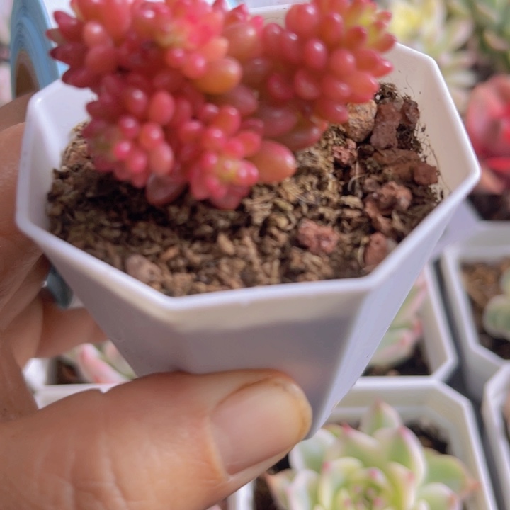 红经过锦多肉植物717