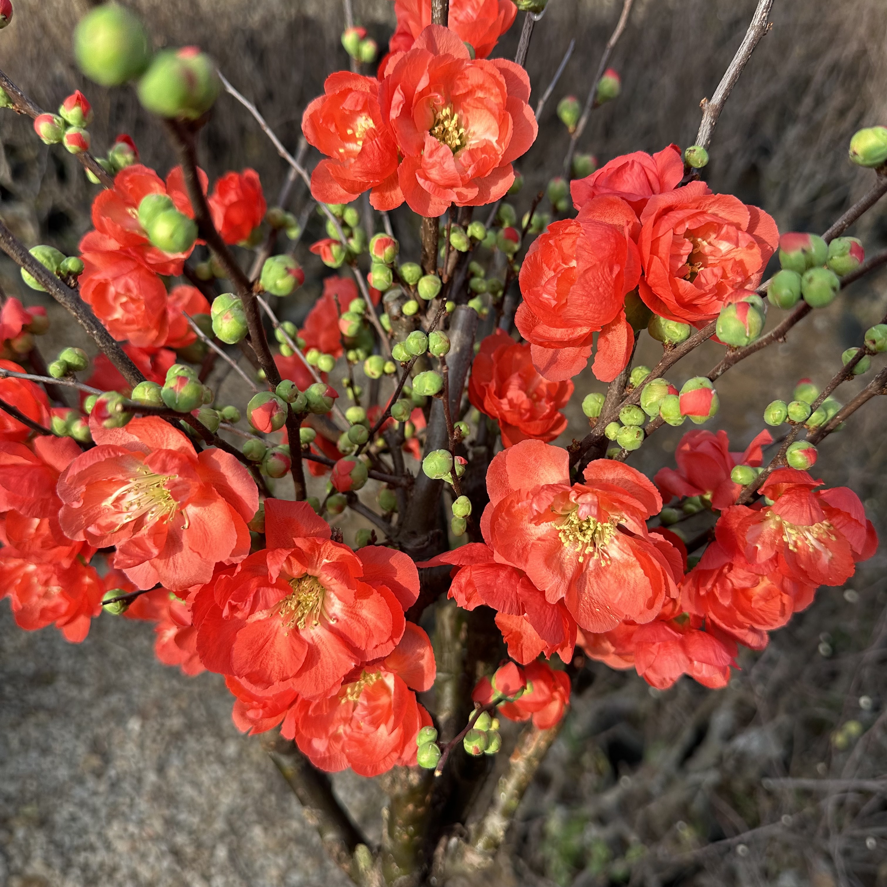 【玫瑰之约 牡丹之恋】稀少海棠盆景老桩 带花芽春节前后开花