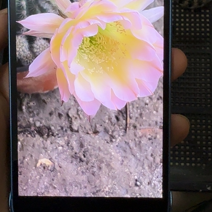 仙人球彩草侧芽歪g4148