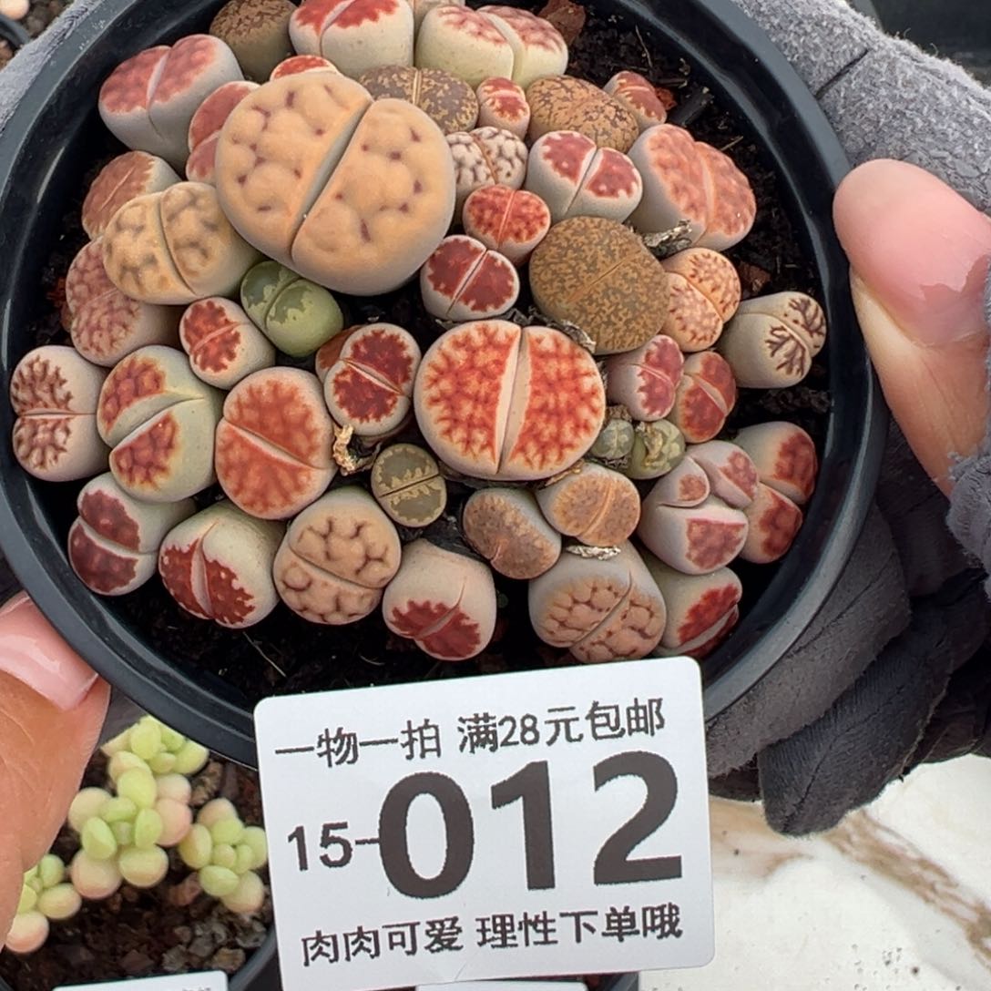 生石花多肉多肉多肉多肉