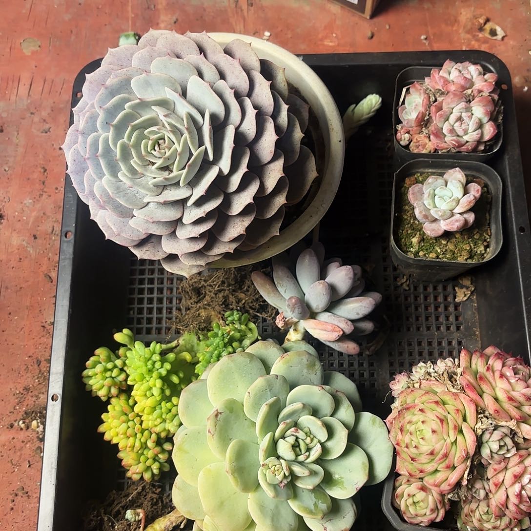 多肉植物框拍401号