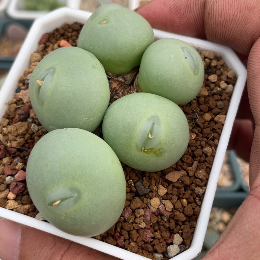 白花大g嘟嘟嘴植物一物一拍