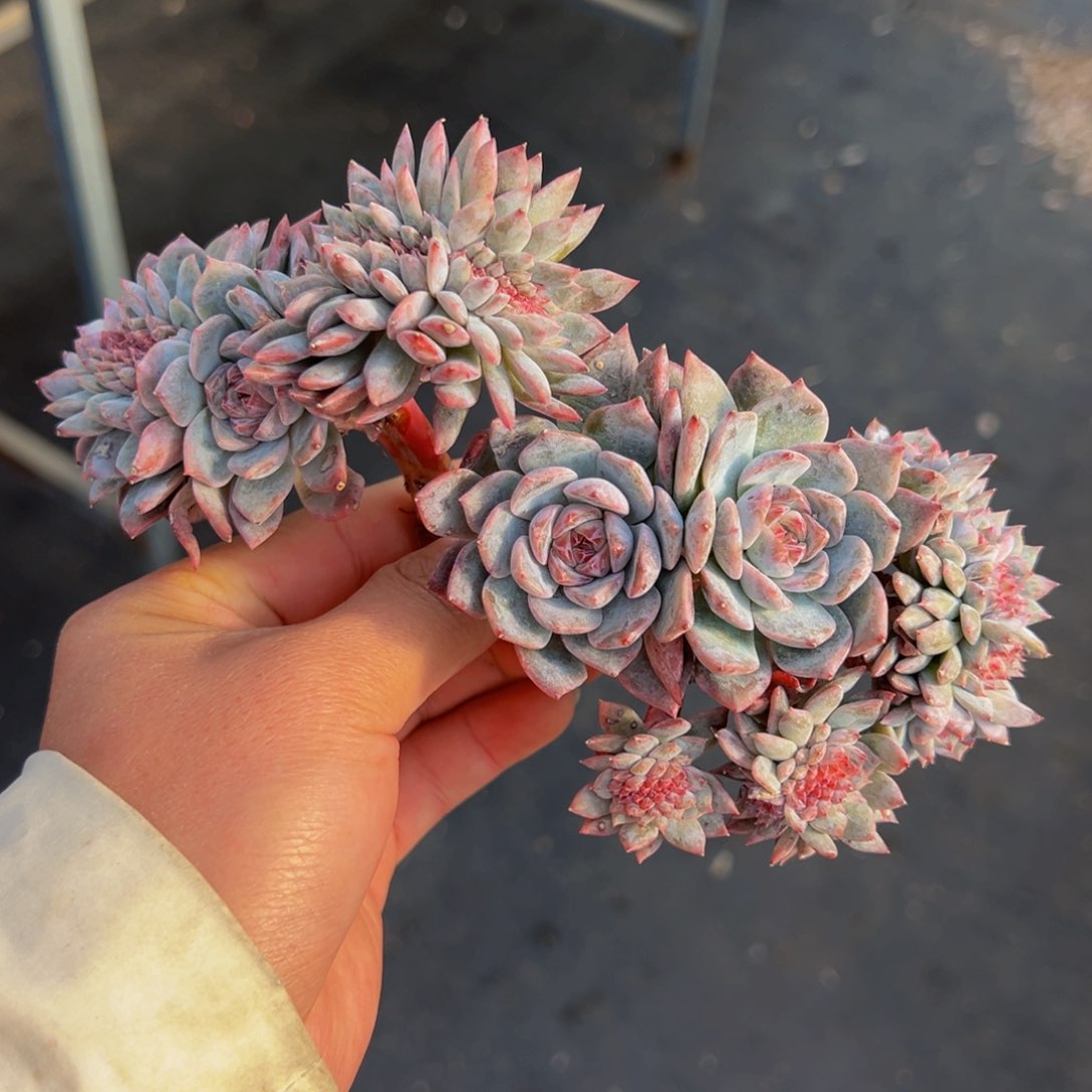 新年快乐 新年快乐