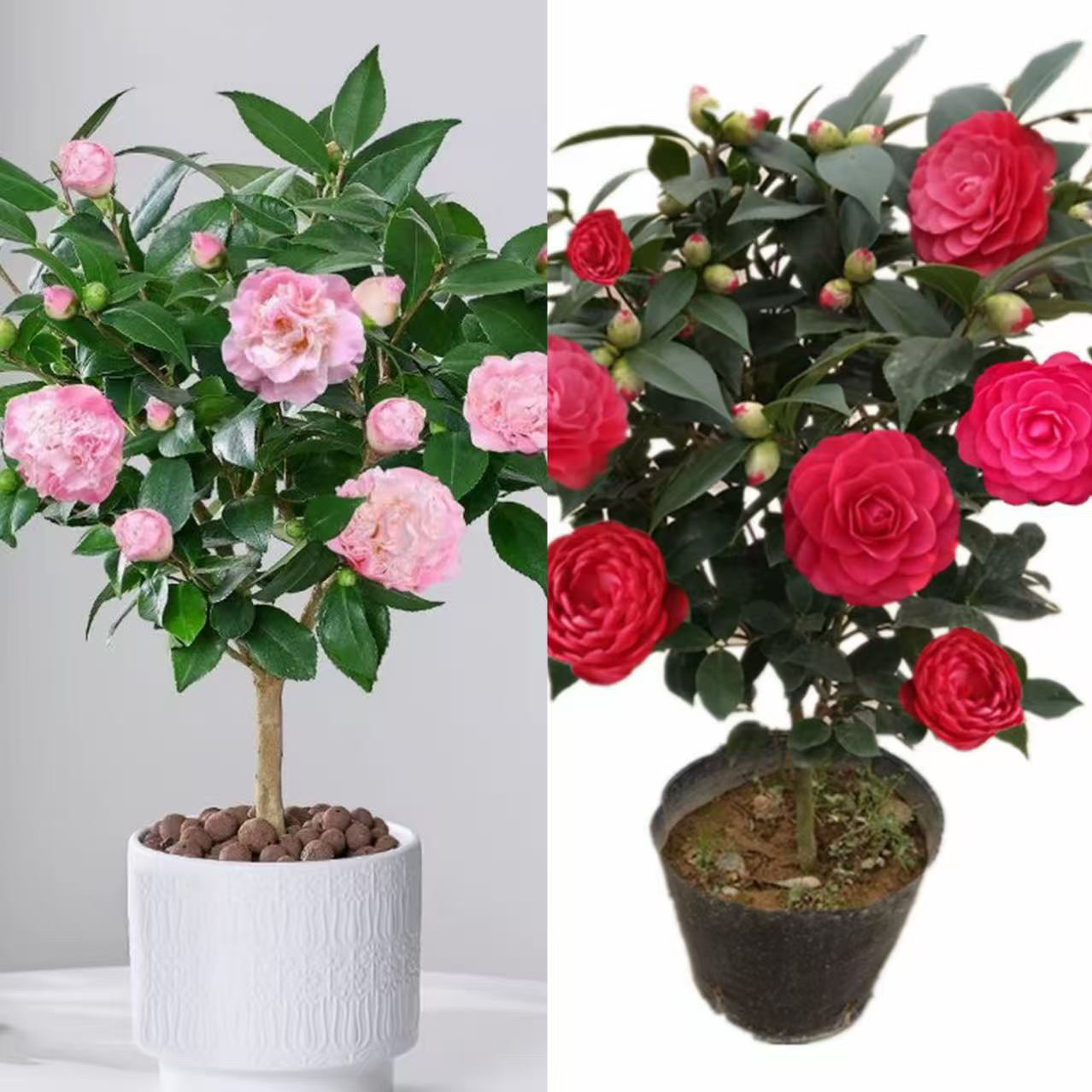 两颗香妃茶花+红赤单高度45到60带花苞