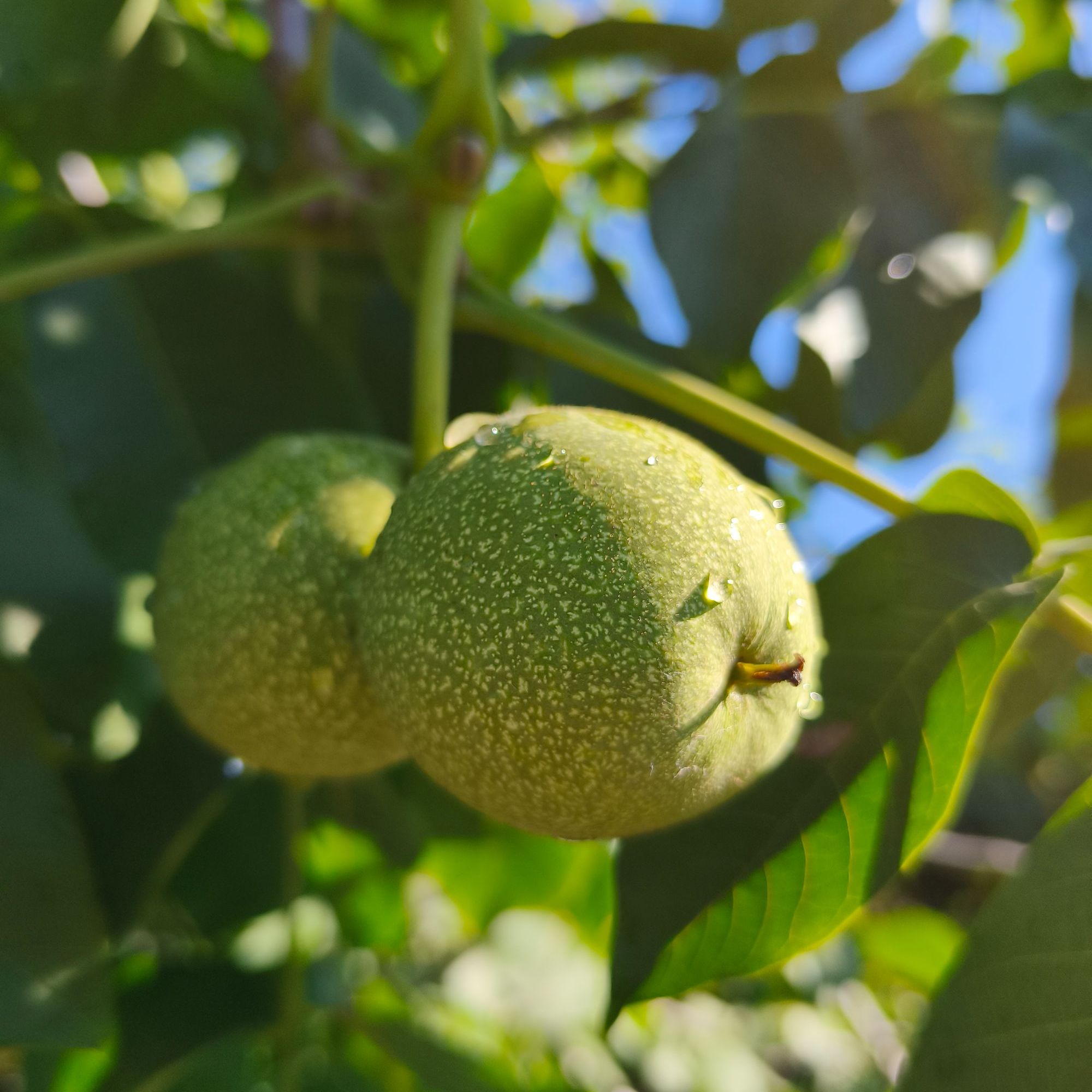 北京 新鲜带青皮核桃 包邮新货采摘