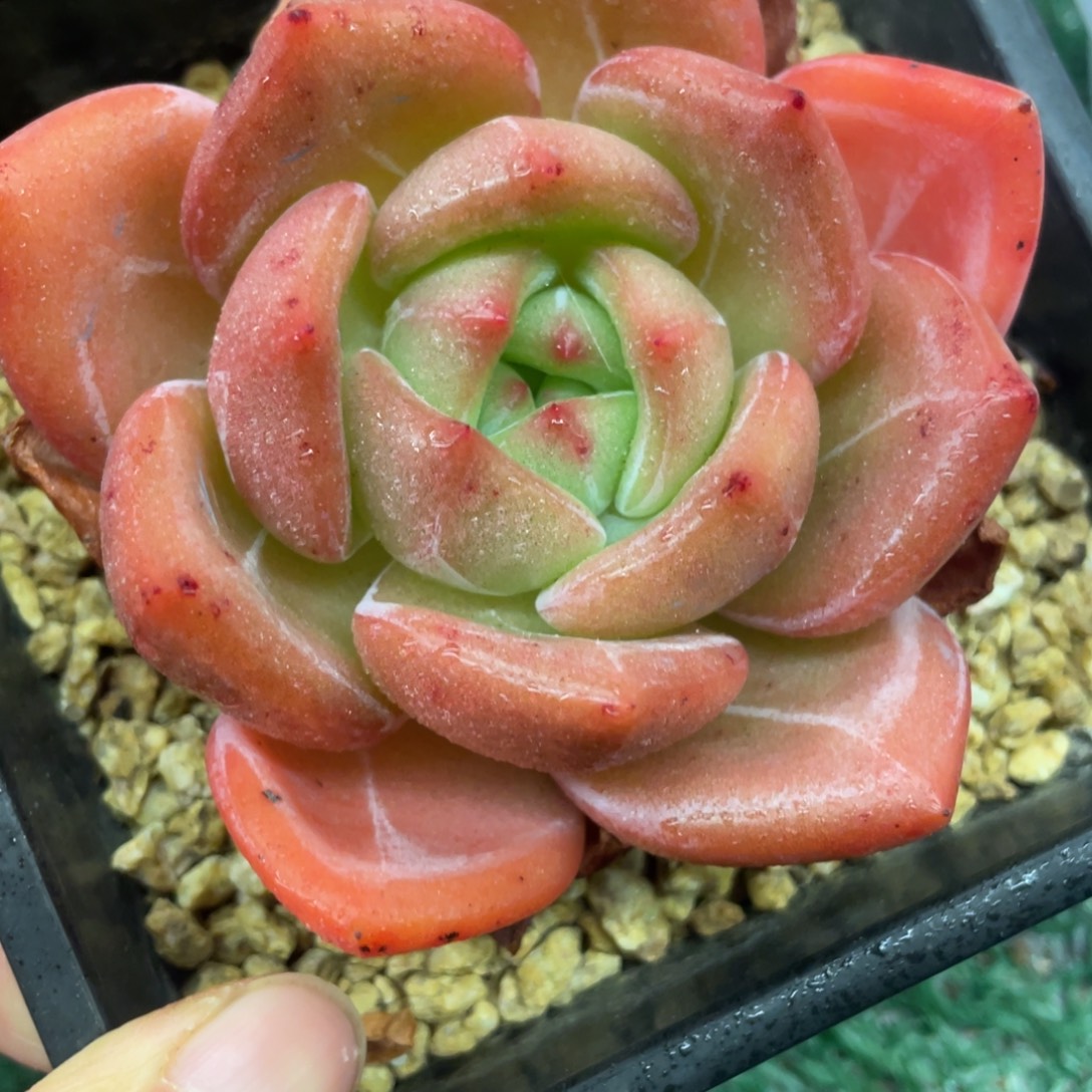 杂交一物一拍28包邮非偏远