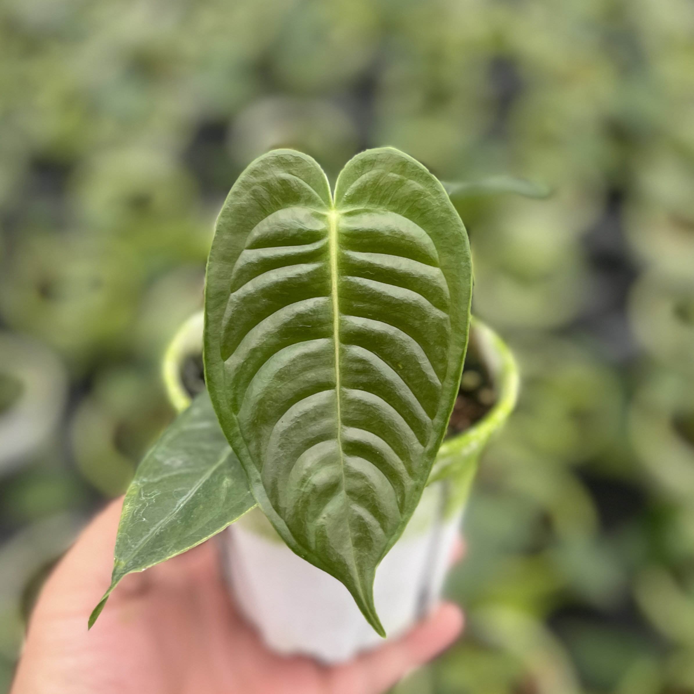 火鹤王花烛室内高端热植盆栽好养观叶绿植