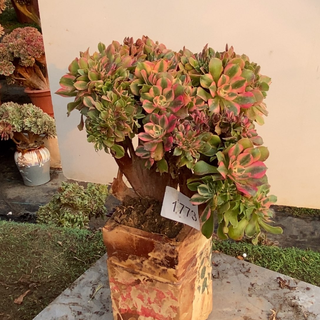 苹***香香妃缀化1773号多肉