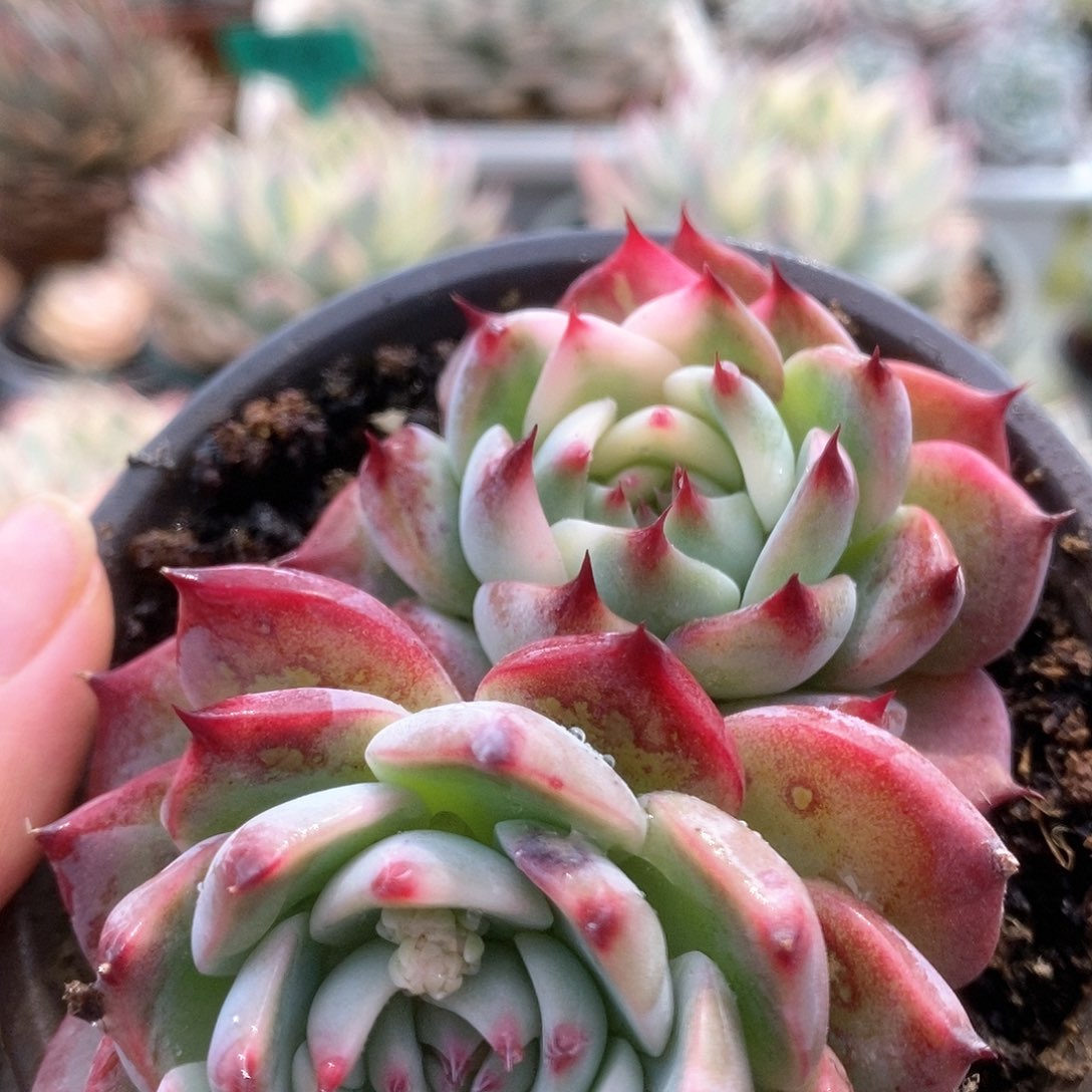 014锦锦锦锦锦锦锦锦