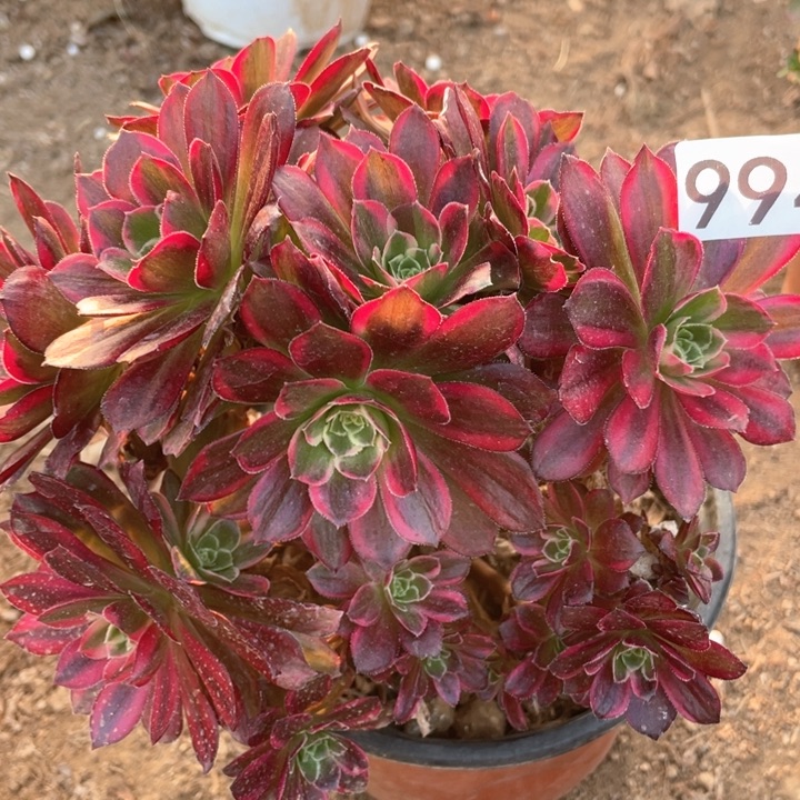 994多肉植物安娜有砍