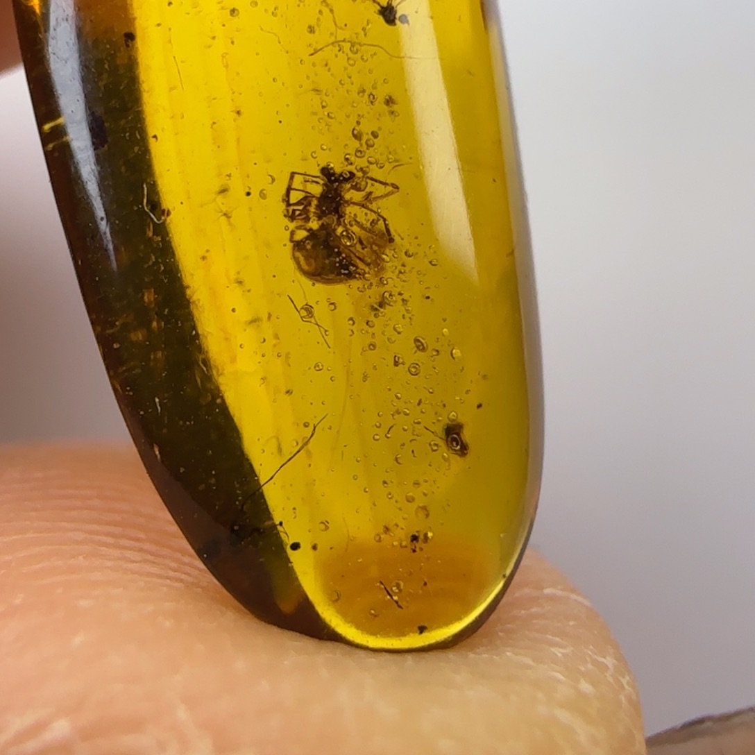 琥珀裸石未镶嵌蜘蛛