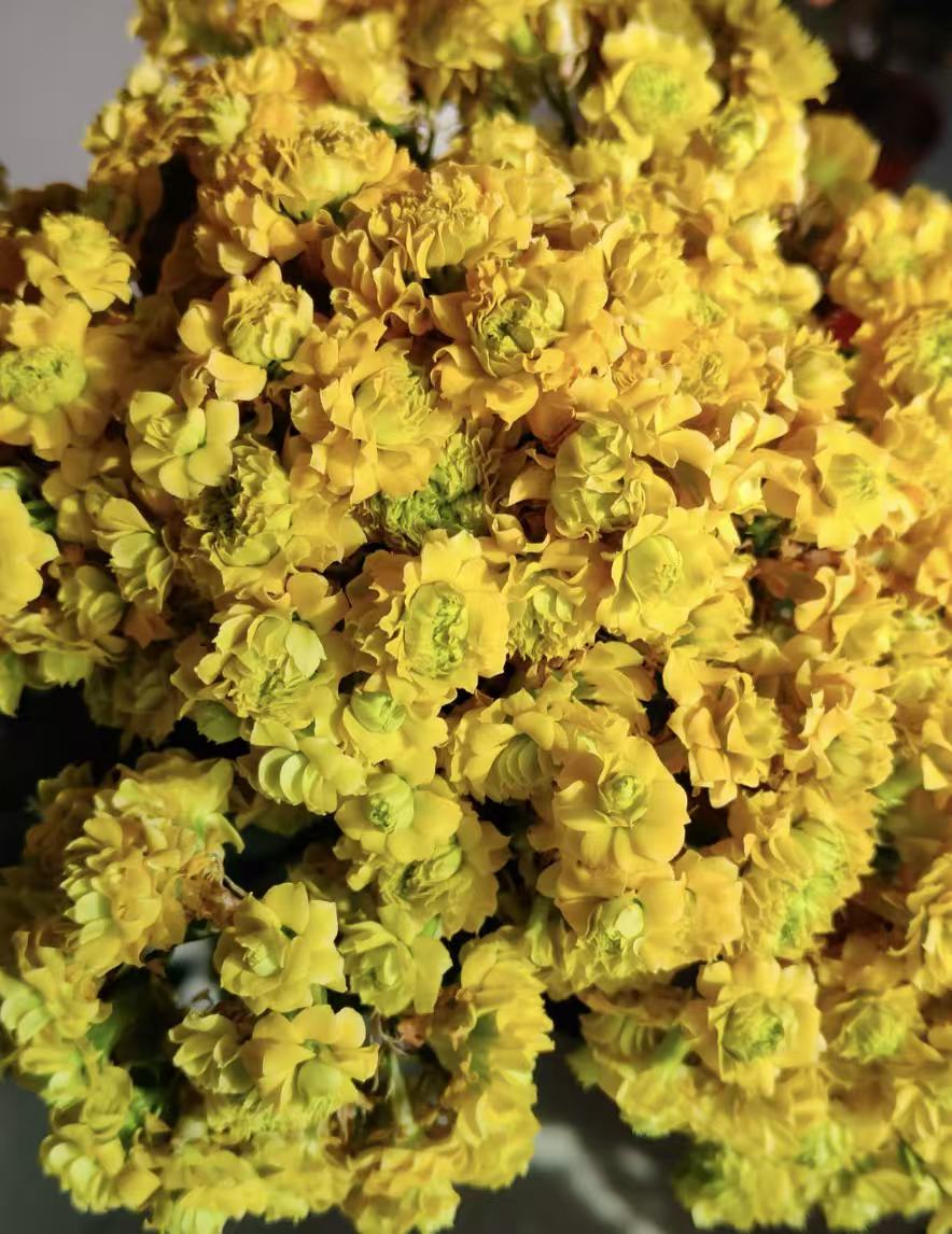 【暴风女神】130盆黄色超大花长寿花