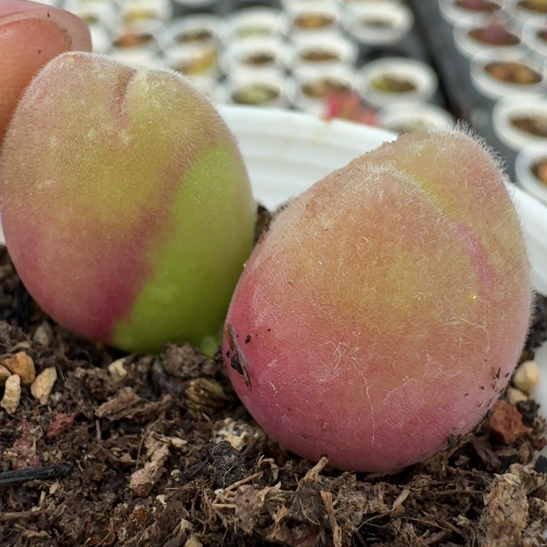 290带盆土发货0000000000