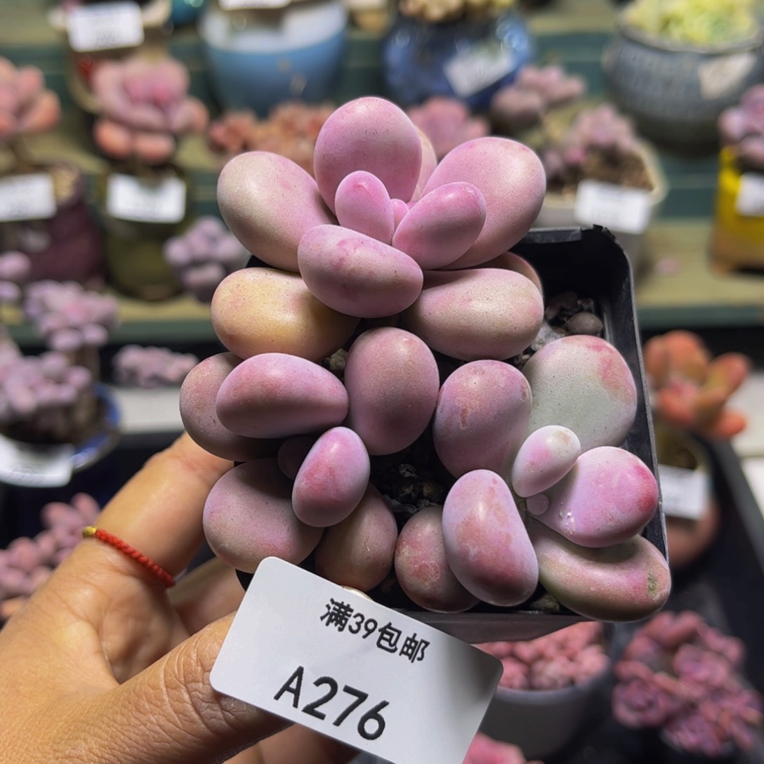 腰子桃蛋276/6cm多肉