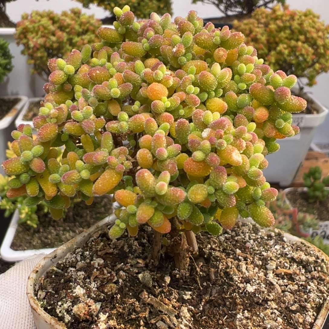 D3769蜜桔糖球一物一拍