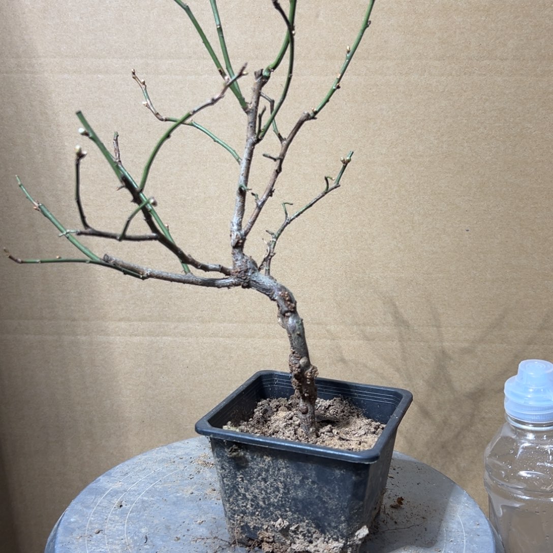 无花朵【31号原生龙游梅】原盆土发货