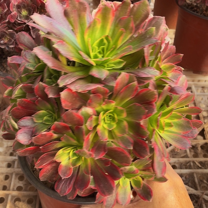 安娜一颗脱土发货