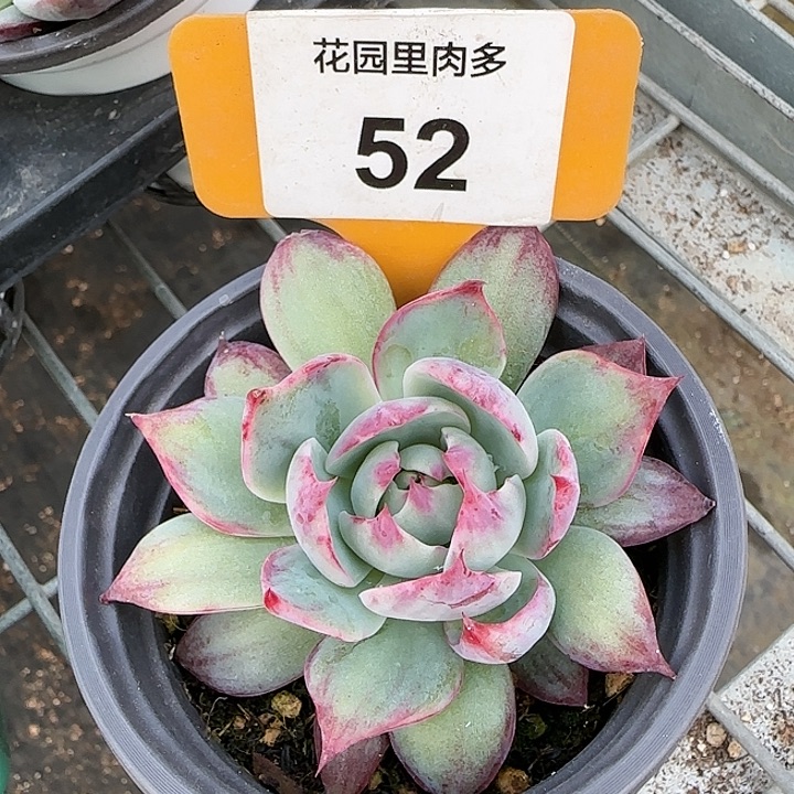 52 惊鸿仙子多肉植物6-9cm