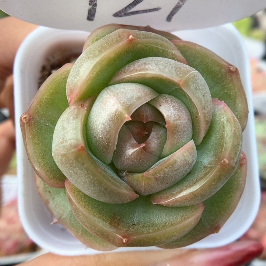 玉露新品可拍721号。    