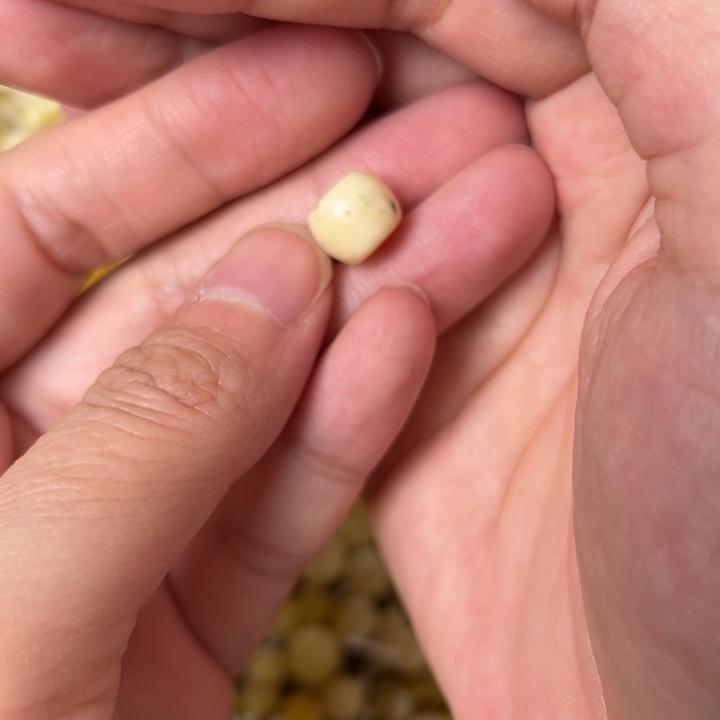 蜜蜡未镶嵌裸石10mm一个