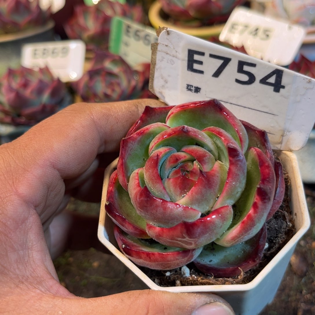 惊鸿一瞥754号多肉