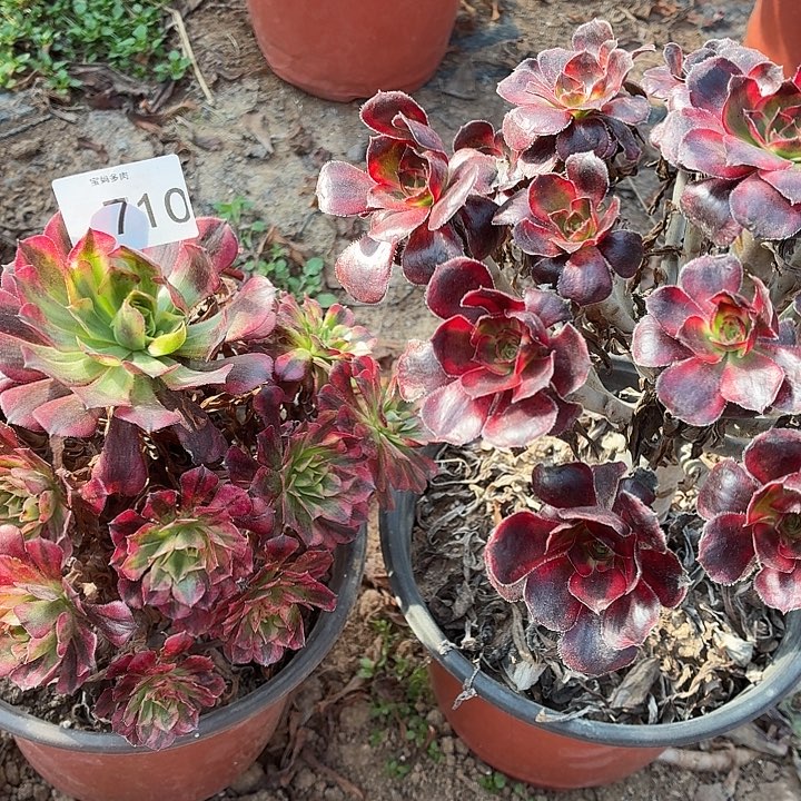 710号一拍一物2颗